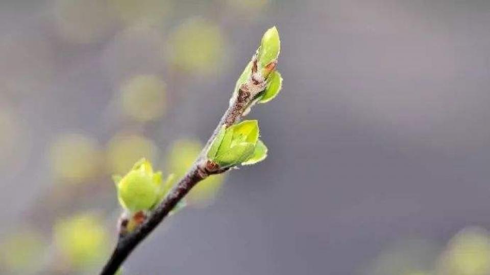 王芊荷