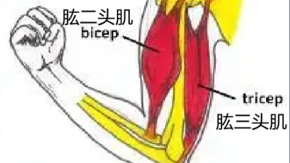 特斯拉机器人驱动器2